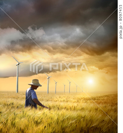 Farmer checking his crop of wheat Farmer checking his crop of wheat 8097455