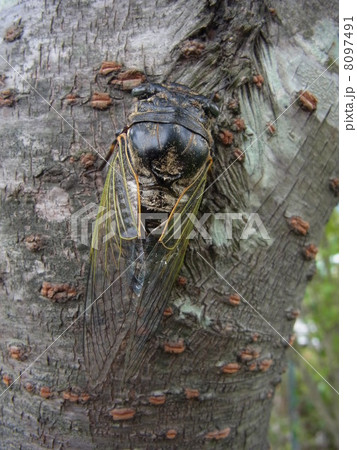 クマゼミ 8097491