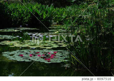 睡蓮　モネの庭　高知県　北川村 8097510