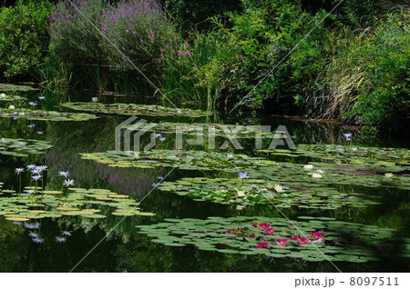 睡蓮　モネの庭　高知県　北川村 8097511
