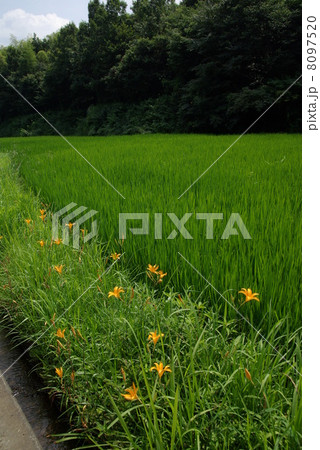 ノカンゾウ 8097520