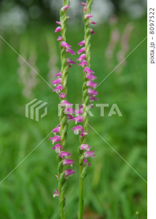 ネジバナ 8097522