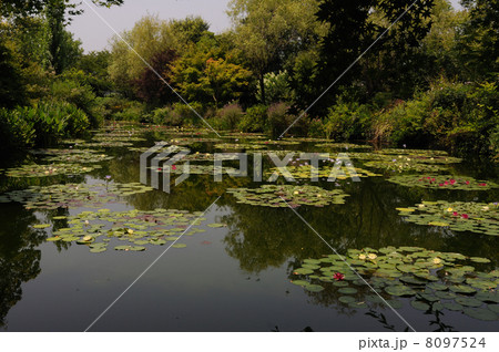 睡蓮　モネの庭　高知県　北川村 8097524
