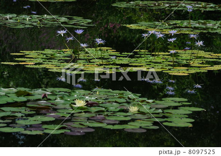睡蓮　モネの庭　高知県　北川村 8097525
