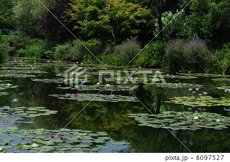 睡蓮　モネの庭　高知県　北川村　 8097527