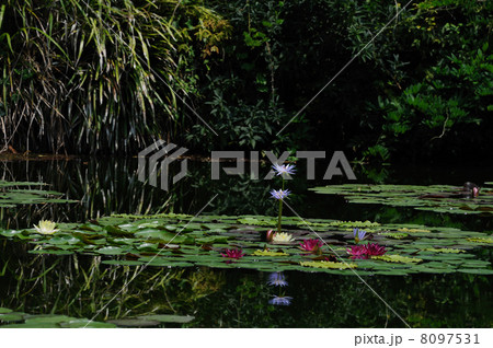 睡蓮　モネの庭　高知県　北川村 8097531