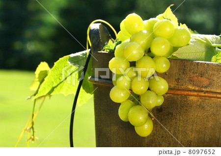 Grapes in wine bucket 8097652