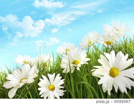 White summer daisies in tall grass 8098067