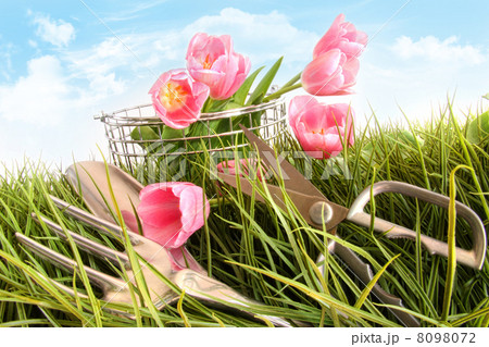 Pink tulips in tall grass Pink tulips in tall grass 8098072