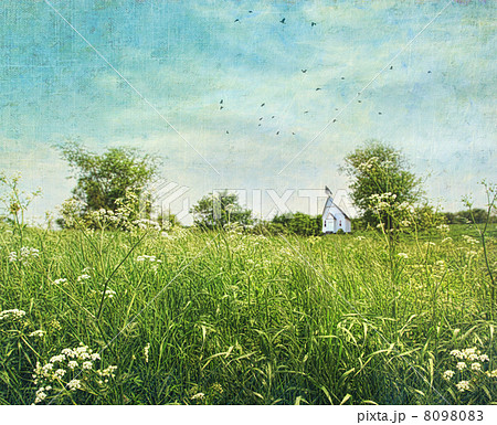 Queen annes lace wildflowers 8098083