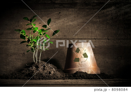 Close-up of young plant with flower pot Close-up of young plant with flower pot 8098084