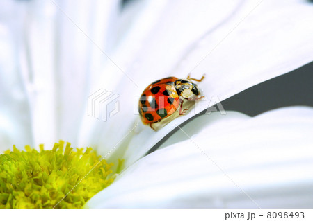 Little ladybug on daisy 8098493