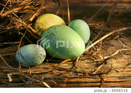 Eggs in the barn Eggs in the barn 8098538
