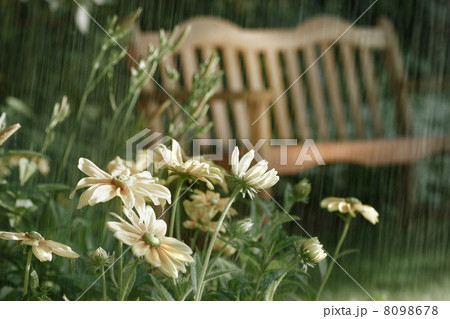 Summer showers Summer showers 8098678