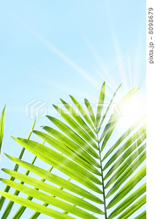 Palm leaves against a blue summer sky 8098679