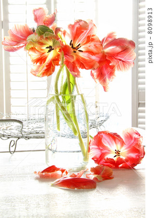 Beautiful tulips in old milk bottle Beautiful tulips in old milk bottle 8098913
