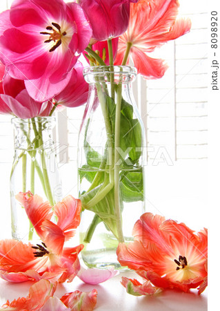 Spring tulips in old milk bottles Spring tulips in old milk bottles 8098920