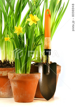 Pots of daffodils with garden shovel 8098948