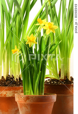 Three pots of daffodils on white 8098949