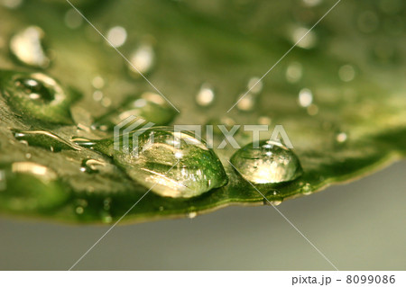 After the rain 8099086