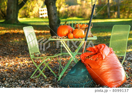 Raking autumn leaves 8099137