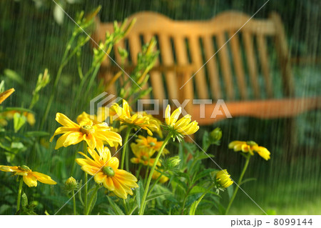 Summer showers Summer showers 8099144