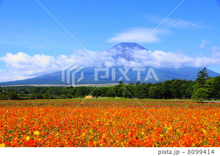 8月風景 富士山04キバナコスモス57 8月風景 富士山04キバナコスモス57 8099414