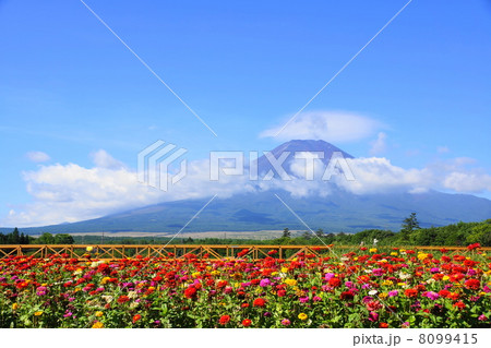 8月風景　富士山03ヒャクニチソウ21ジニア 8099415