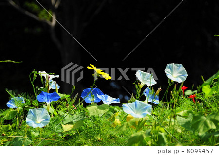 8月花　アサガオ・ヒルガオ科48 8099457