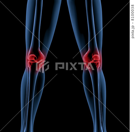 Legs of a medical skeleton Legs of a medical skeleton 8100038