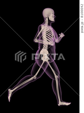 Medical skeleton of an overweight woman running Medical skeleton of an overweight woman running 8100042