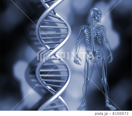 Skeleton with DNA strands Skeleton with DNA strands 8100072