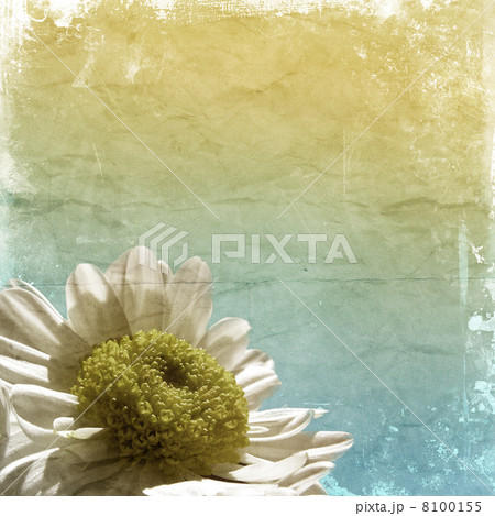 Grunge daisy background Grunge daisy background 8100155