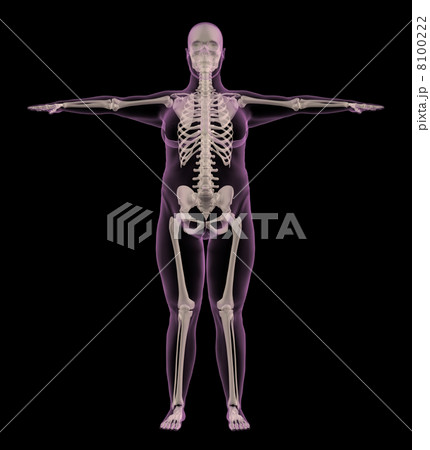Medical skeleton of an overweight female 8100222