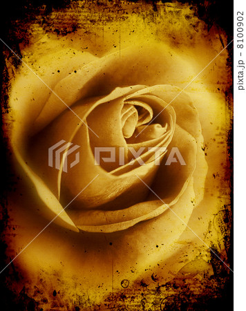 Grunge rose 8100902