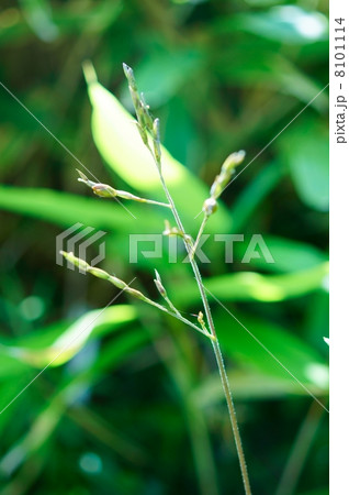 笹の花　花言葉：忍耐　Flowers of Bamboo 8101114