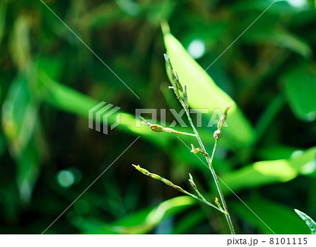 笹の花 花言葉 忍耐 Flowers Of Bambooの写真素材