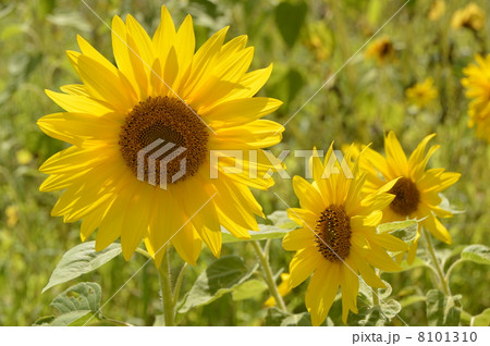 清泉寮のヒマワリ畑 山梨県 清泉寮のヒマワリ畑 山梨県 8101310