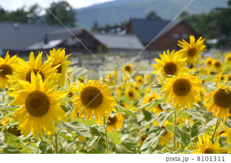 清里高原に咲く 山梨県 清里高原に咲く 山梨県 8101311