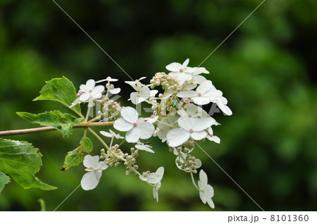 ノリウツギ 8101360