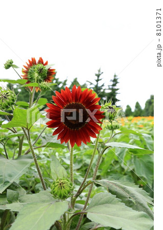 ヒマワリ 8101371