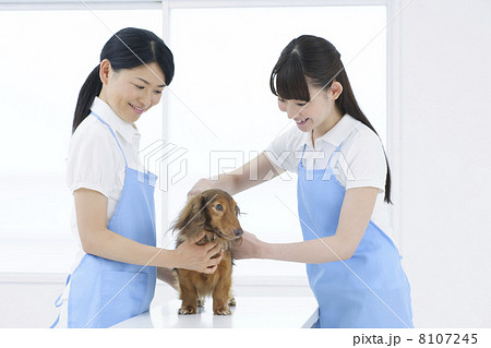 ペットイメージ 8107245