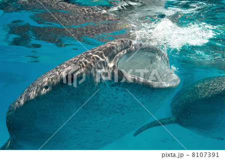 ジンベイザメ 8107391