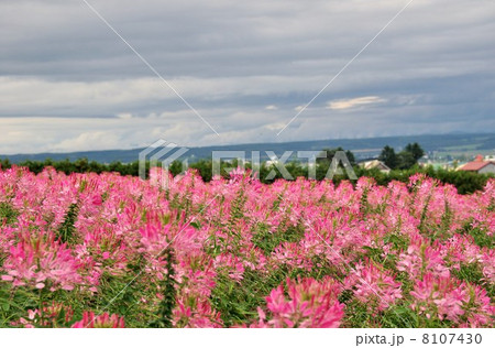 ク＋オネの花 8107430