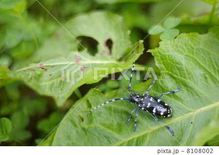 ゴマダラカミキリ ゴマダラカミキリ 8108002