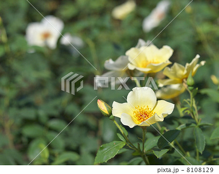 ゴールデン・ウィングス 8108129