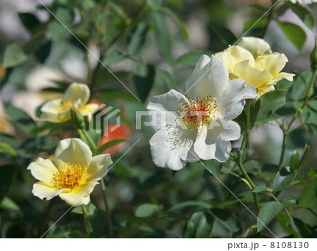 ゴールデン・ウィングス 8108130