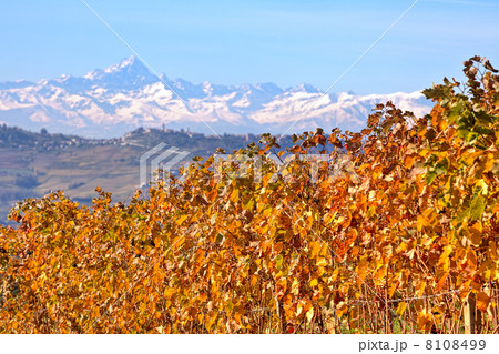 Yellow grape leaves in Piedmont, Italy. 8108499