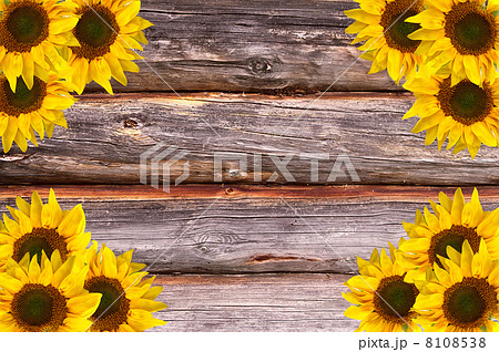 Wooden Lumber Textured Background with Sunflowers decoration Wooden Lumber Textured Background with Sunflowers decoration 8108538