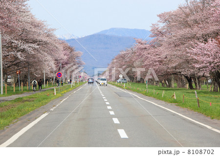 二十間道路の桜並木 二十間道路の桜並木 8108702